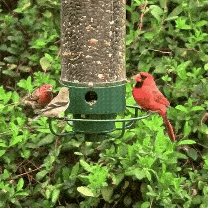 Bird Feeder Squirrel-Proof Weight-Activated Perch Four-Port