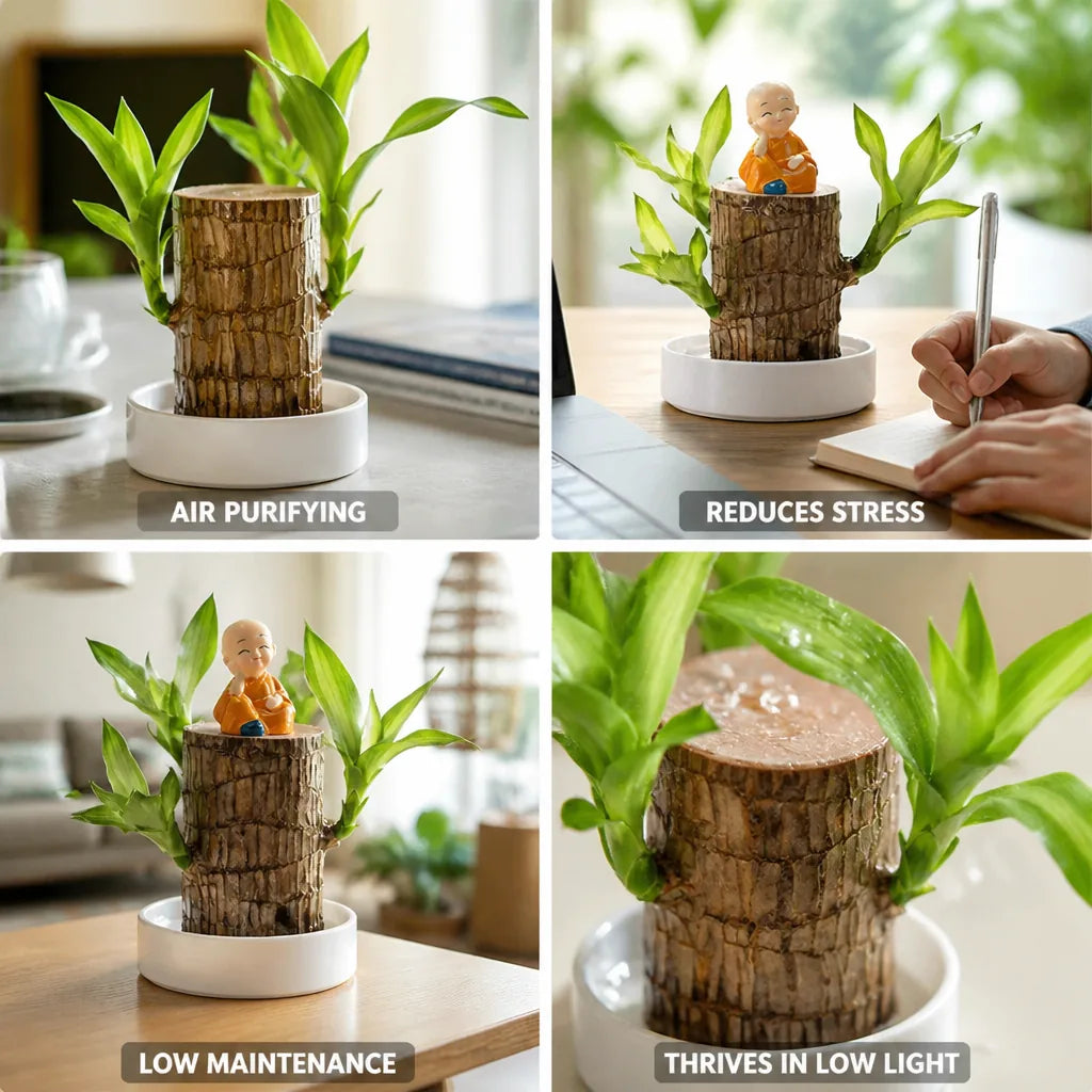 Desk Plant Air-Purifying Low-Light Wooden Planter