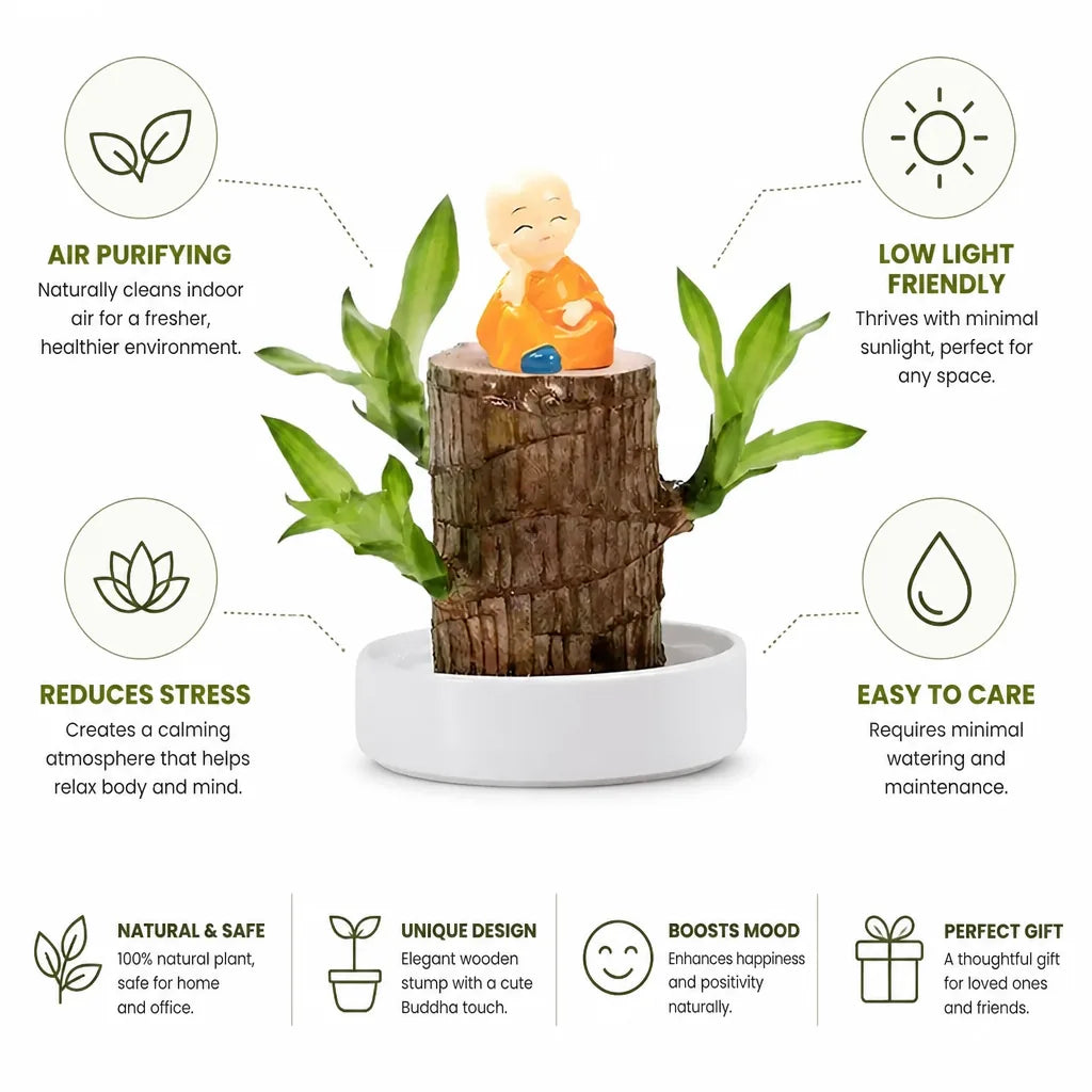 Desk Plant Air-Purifying Low-Light Wooden Planter