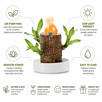 Desk Plant Air-Purifying Low-Light Wooden Planter