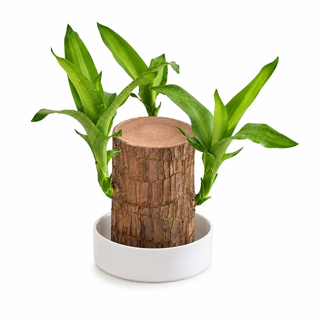 Desk Plant Air-Purifying Low-Light Wooden Planter