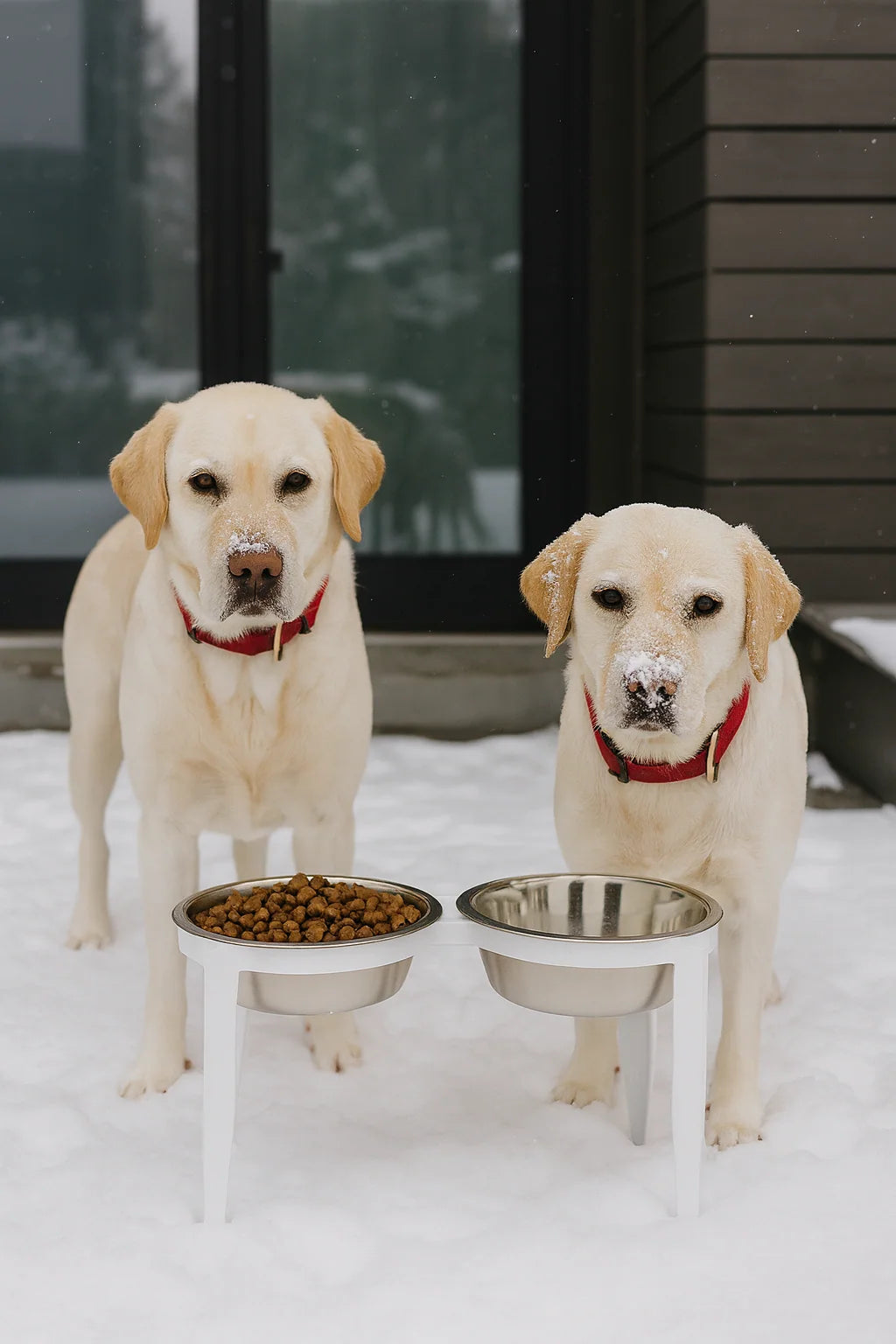 Dog Bowl Stand Elevated With Two Stainless Steel Bowls