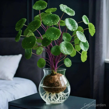 Indoor Plant Sculptural Tuber Low-Maintenance