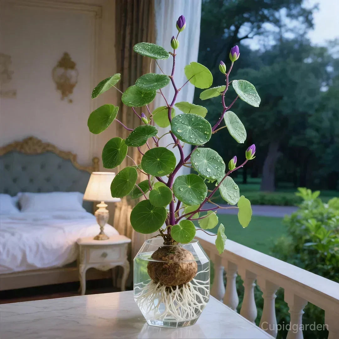 Indoor Plant Sculptural Tuber Low-Maintenance