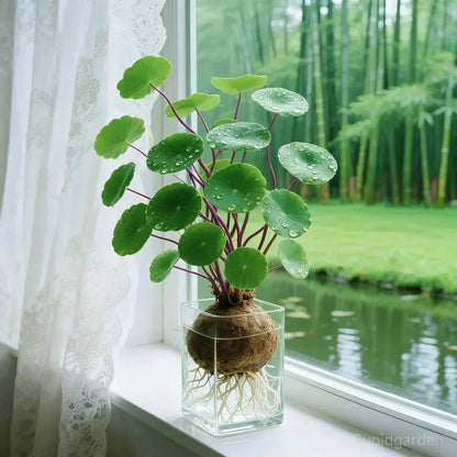 Indoor Plant Sculptural Tuber Low-Maintenance