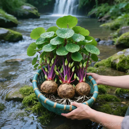 Indoor Plant Sculptural Tuber Low-Maintenance