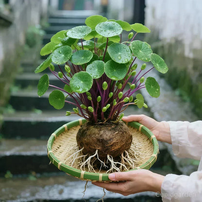 Indoor Plant Sculptural Tuber Low-Maintenance